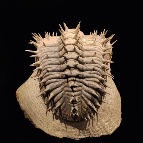 trilobite fossil sale